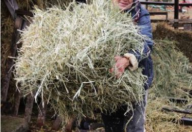 اقتصاد 30% مردم اوکراین وابسته به کشاورزی