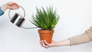 چه طور باید از گیاهان آپارتمانی مراقبت کرد؟