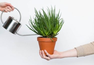 چه طور باید از گیاهان آپارتمانی مراقبت کرد؟