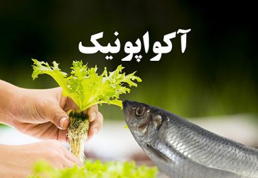 آکواپونیک: پرورش ماهی و سبزیجات