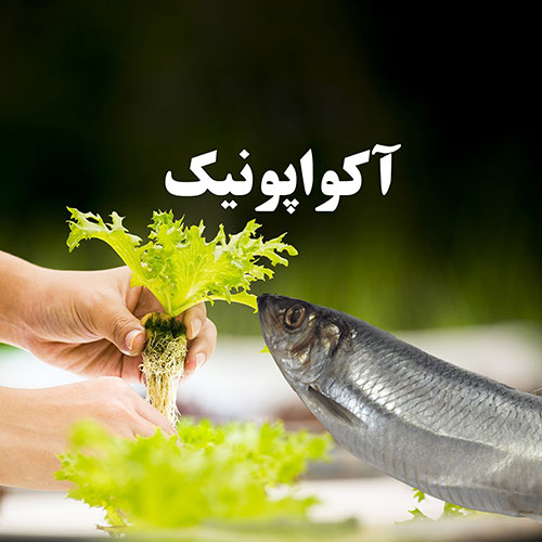 آکواپونیک: پرورش ماهی و سبزیجات