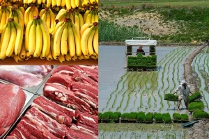خودکفایی در تولید گوشت، برنج، شکر و موز خودکفا