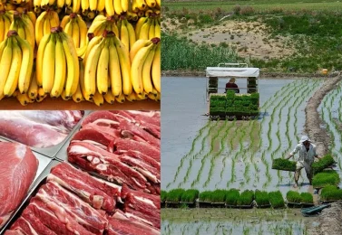 خودکفایی در تولید گوشت، برنج، شکر و موز خودکفا