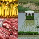 خودکفایی در تولید گوشت، برنج، شکر و موز خودکفا
