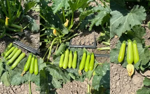 بررسی عملکرد بذر کدو در مزارع گرگان