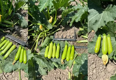 بررسی عملکرد بذر کدو در مزارع گرگان